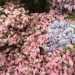 Variazioni di lilla per questi fiori disposti secondo un accattivante ordine cromatico